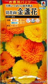 画像: 送料無料　花の種　お徳用パック！　切花向　金盞花　スター混合　タキイ種苗(株)