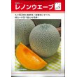 画像2: 送料無料　[メロン]　レノンウェーブ　100粒　タキイ種苗(株) (2)