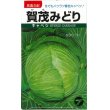 画像1: [キャベツ]　賀茂みどり　小袋　タカヤマシード (1)