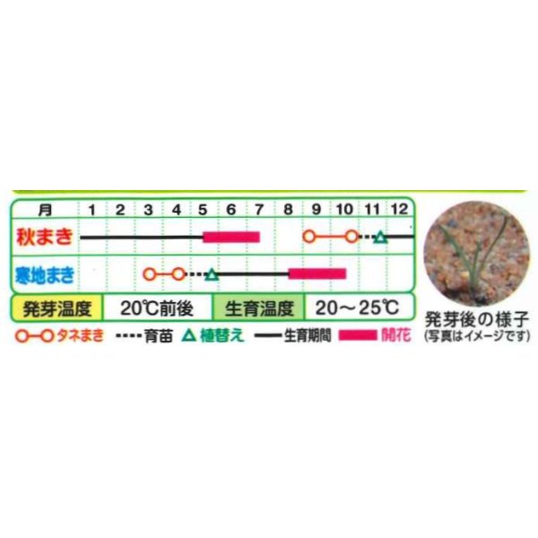 送料無料 花の種 クラスペディアグロボーサ ゴールドスティック 0.1ml タキイ種苗（株）(花の種/花の種（小袋）秋まき)グリーンロフトネモト直営