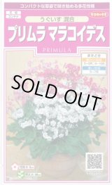 画像: 送料無料　花の種　プリムラ　マラコイデス　約215粒　うぐいす混合　実咲350（026157）