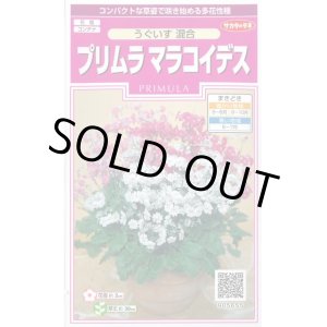 画像: 送料無料　花の種　プリムラ　マラコイデス　約215粒　うぐいす混合　実咲350（026157）