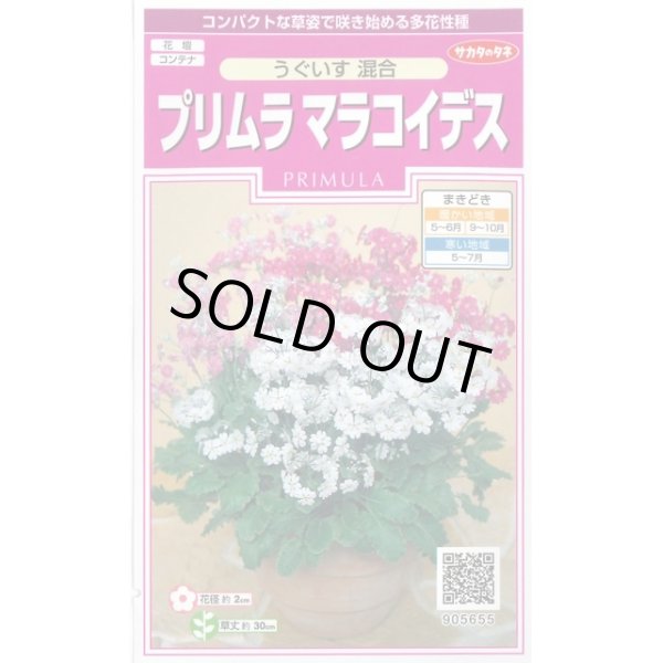 画像1: 送料無料　花の種　プリムラ　マラコイデス　約215粒　うぐいす混合　実咲350（026157） (1)