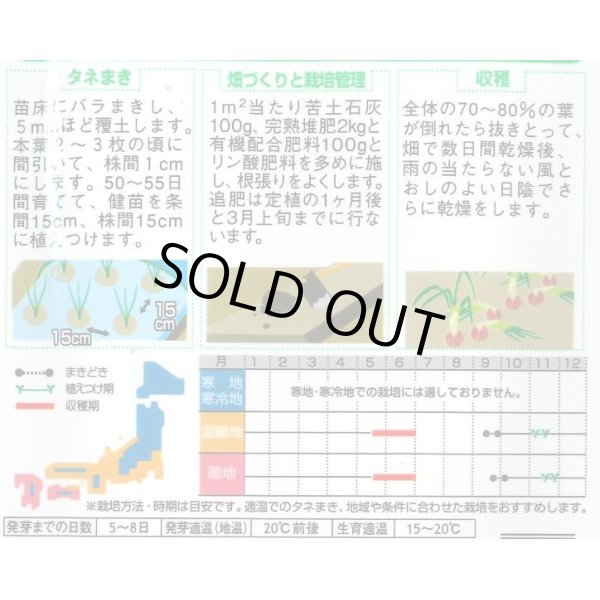 画像2: 送料無料　[たまねぎ]　サラダ赤タマネギ　ルビールージュ　約330粒　(株)サカタのタネ　実咲350（003059） (2)