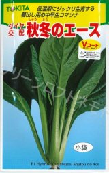 画像: 送料無料　[小松菜]　秋冬のエース　10ml　トキタ種苗(株)