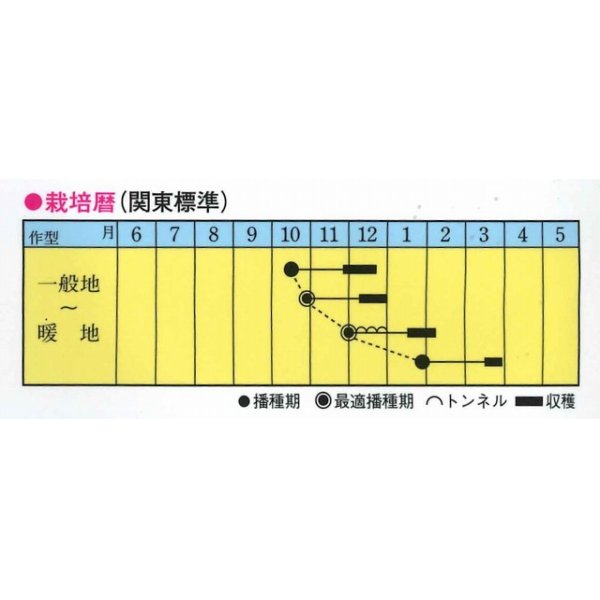 画像2: 送料無料　[小松菜]　秋冬のエース　10ml　トキタ種苗(株) (2)