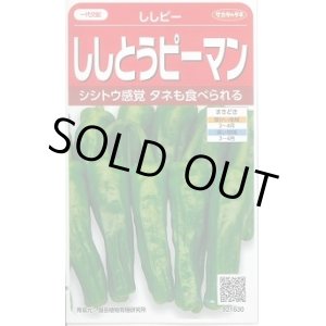 画像: 送料無料　[ピーマン]　ししピー　約20粒　(株)サカタのタネ　実咲550（002906）