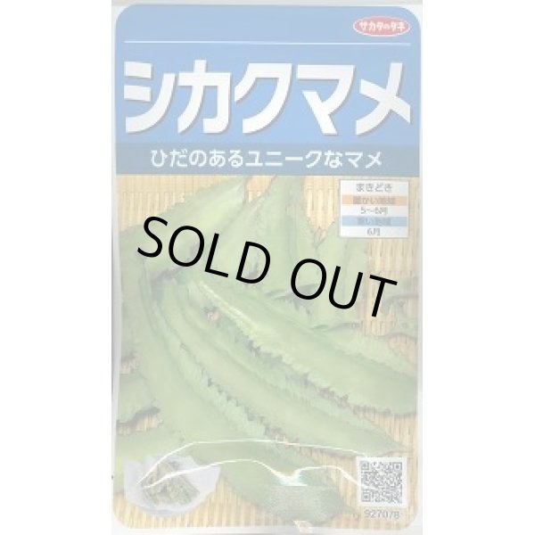 画像1: 送料無料　[豆類]　シカクマメ　約20粒　(株)サカタのタネ　実咲350（003127） (1)