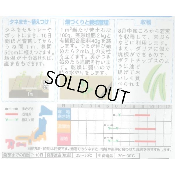 画像3: 送料無料　[豆類]　シカクマメ　約20粒　(株)サカタのタネ　実咲350（003127） (3)