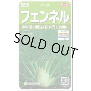 画像: 送料無料　[ハーブの種]　フェンネル　約120粒　(株)サカタのタネ　実咲（003189）