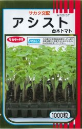 画像: 送料無料　[台木/トマト用]　アシスト　1000粒　(株)サカタのタネ