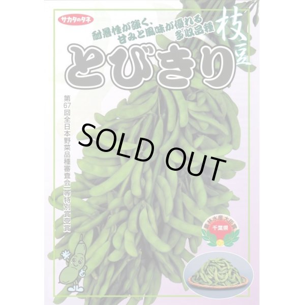 画像2: 送料無料　[枝豆]　とびきり　約40粒　(株)サカタのタネ　実咲350（003156） (2)