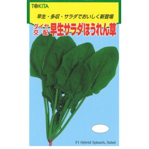 画像: 送料無料　[ほうれんそう]　早生サラダほうれんそう　1dl　トキタ種苗(株)