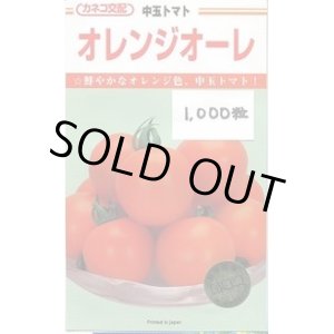 画像: 送料無料　[トマト/中玉トマト]　オレンジオーレ　1000粒　カネコ交配