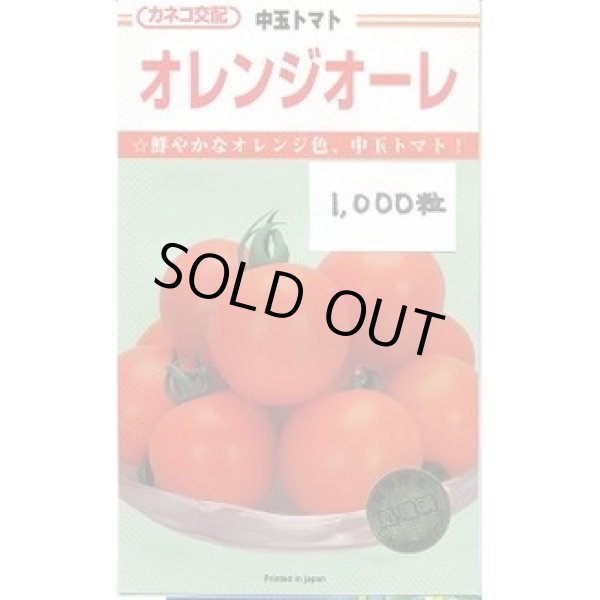 画像1: 送料無料　[トマト/中玉トマト]　オレンジオーレ　1000粒　カネコ交配 (1)