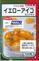 画像: 送料無料　[トマト/ミニトマト]　イエローアイコ　1000粒　(株)サカタのタネ