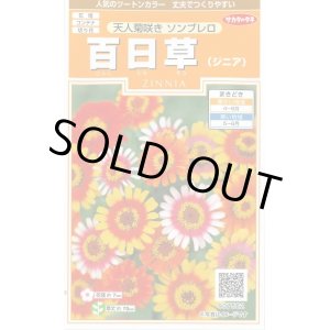 画像: 送料無料　花の種　百日草　天人菊咲きソンブレロ　約40粒　(株)サカタのタネ　実咲200（026353）