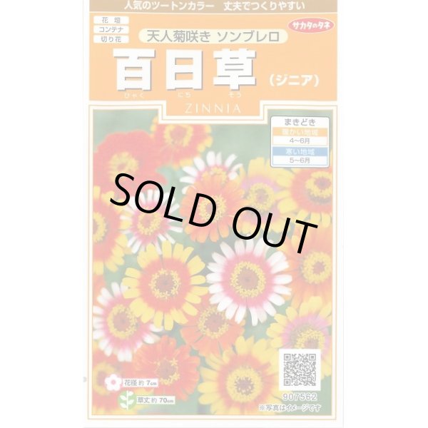 画像1: 送料無料　花の種　百日草　天人菊咲きソンブレロ　約40粒　(株)サカタのタネ　実咲200（026353） (1)