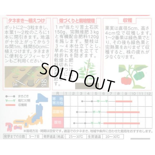 画像4: 送料無料　[ピーマン]　フルーツパプリカ　セニョリータ　100粒　各色　(株)サカタのタネ (4)