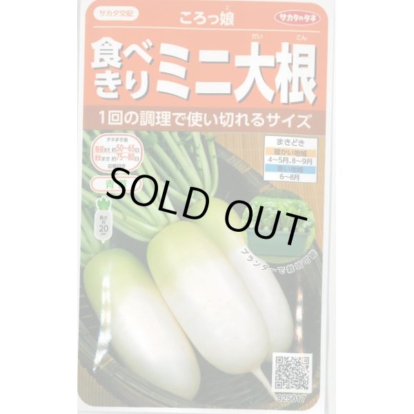 画像1: 送料無料　[大根]　ミニダイコン　ころっ娘　約150粒　(株)サカタのタネ　実咲450（003073） (1)