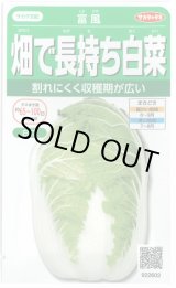 画像: 送料無料　[白菜]　富風　1.9ml　　(株)サカタのタネ　実咲450（002934）