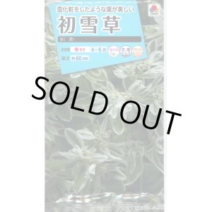 画像: 送料無料　花の種　初雪草　氷河(ひょうが)　1袋(約50粒)　タキイ種苗