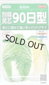 画像: 送料無料　[白菜]　耐病黄芯90日型(冬月90)　約130粒　(株)サカタのタネ　実咲450（002937）