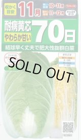 画像: 白菜　耐病黄芯やわらか甘い70日(さとぶき613)　約130粒　(株)サカタのタネ　実咲450（002933）