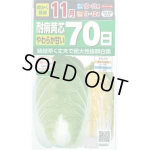 画像: 白菜　耐病黄芯やわらか甘い70日(さとぶき613)　約130粒　(株)サカタのタネ　実咲450（002933）