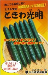 画像: 送料無料　[キュウリ]　ときわ光明　20粒　(株)(株)ときわ研究場