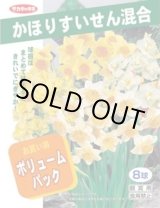 画像: [球根]　すいせん　かほりすいせん　8球入り　ボリュームパック　　(株)サカタのタネ