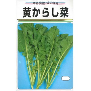 画像: 送料無料　[葉物]　黄からし菜　20ml