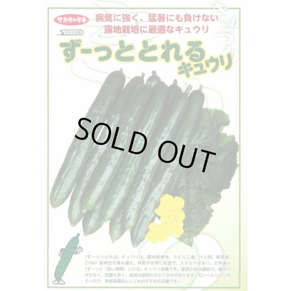 画像3: 送料無料　[キュウリ]　ずーっととれる　350粒　(株)サカタのタネ (3)