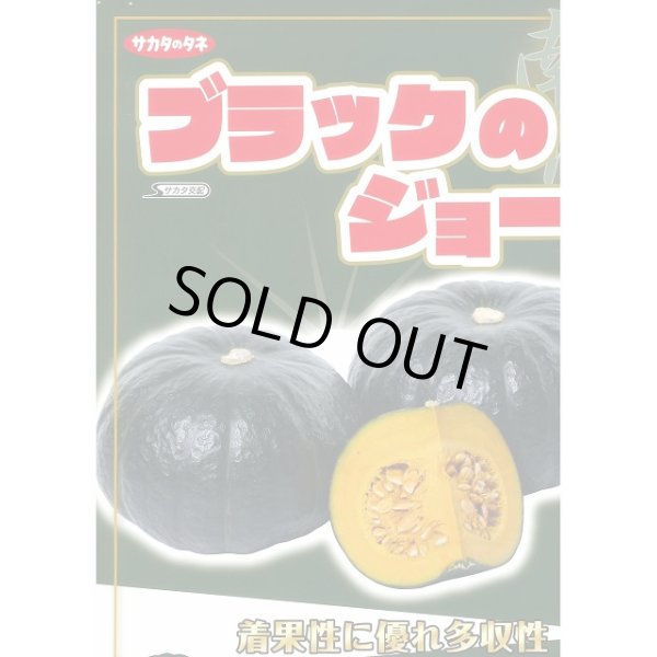 画像3: 送料無料　[かぼちゃ]　ブラックのジョー　6粒　(株)サカタのタネ　実咲450（002875） (3)