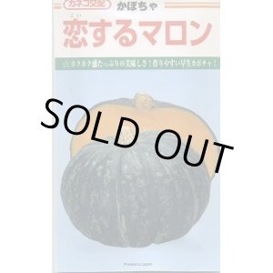 画像: 送料無料　[かぼちゃ]　恋するマロン　50粒　カネコ交配