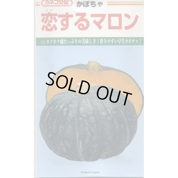 画像1: 送料無料　[かぼちゃ]　恋するマロン　50粒　カネコ交配 (1)