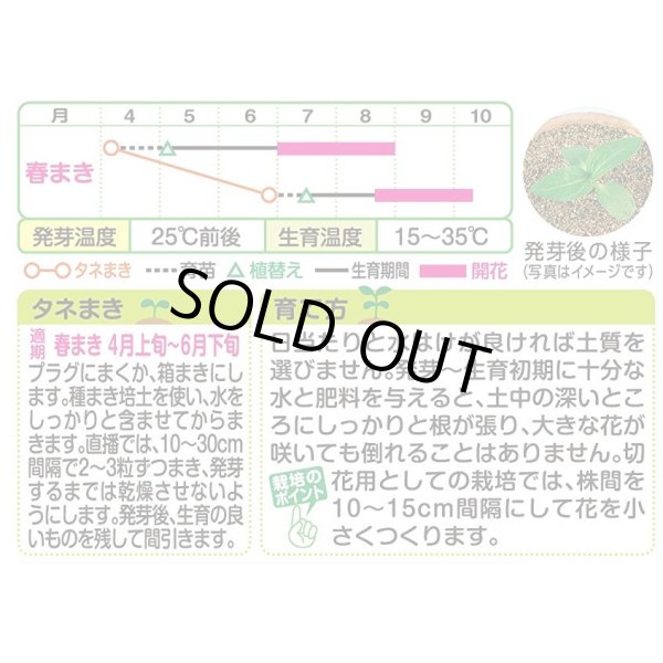 画像2: 送料無料　花の種　ひまわり　フロリスタン　小袋　タキイ種苗(株) (2)