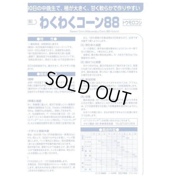 画像3: 送料無料　[とうもろこし]　わくわくコーン88　100粒　カネコ交配 (3)