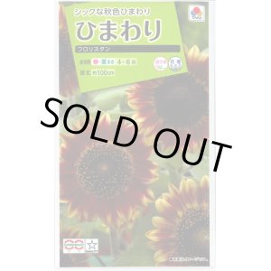 画像: 送料無料　花の種　ひまわり　フロリスタン　小袋　タキイ種苗(株)