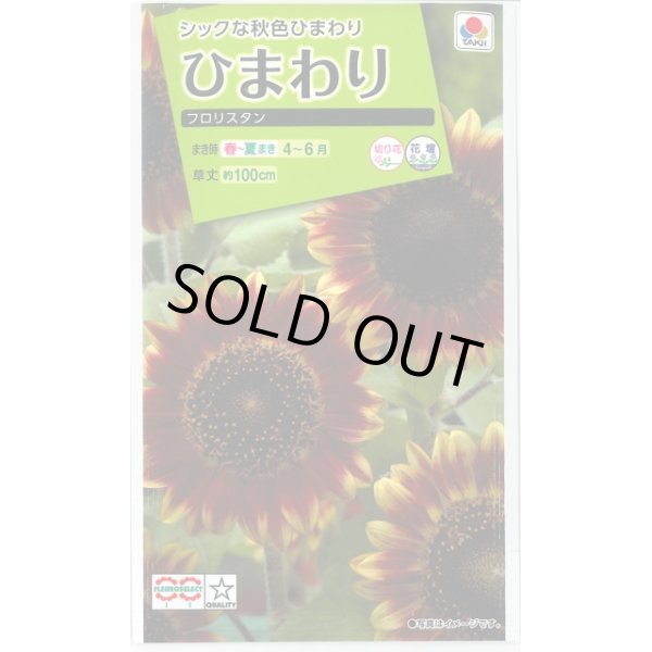 画像1: 送料無料　花の種　ひまわり　フロリスタン　小袋　タキイ種苗(株) (1)