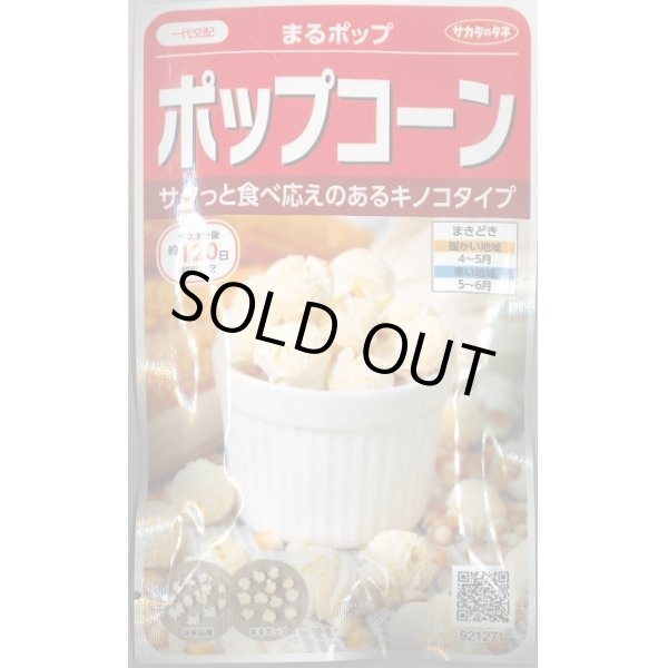 画像1: 送料無料　[とうもろこし]　まるポップ　約65粒　(株)サカタのタネ　実咲450（002893） (1)