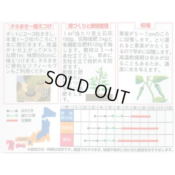 画像2: 送料無料　[ししとう]　翠臣　約30粒　(株)サカタのタネ　実咲450 （002905） (2)