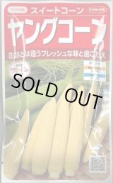 画像: 送料無料　[とうもろこし]　ヤングコーン　約90粒　(株)サカタのタネ　実咲450（002894）