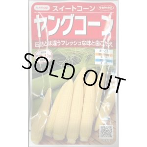 画像: 送料無料　[とうもろこし]　ヤングコーン　約90粒　(株)サカタのタネ　実咲450（002894）