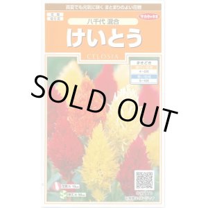 画像: 送料無料　花の種　けいとう　八千代混合　約186粒　(株)サカタのタネ　実咲200（026322）