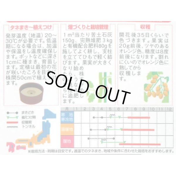 画像2: 送料無料　[トマト/ミニトマト]　オレンジアイコ　13粒　(株)サカタのタネ　実咲550 （002827） (2)