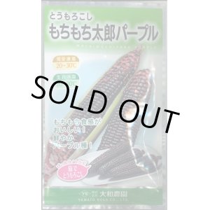 画像: 送料無料　[とうもろこし]　もちもち太郎パープル　1dl(約350粒)大和農園