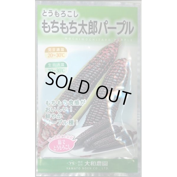 画像1: 送料無料　[とうもろこし]　もちもち太郎パープル　1dl(約350粒)大和農園 (1)