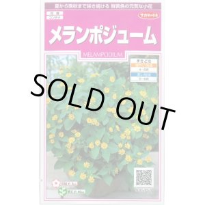 画像: 送料無料　花の種　メランポジューム　約50粒　(株)サカタのタネ　実咲350（026165）