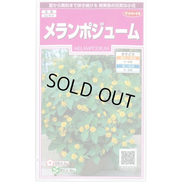 画像1: 送料無料　花の種　メランポジューム　約50粒　(株)サカタのタネ　実咲350（026165） (1)